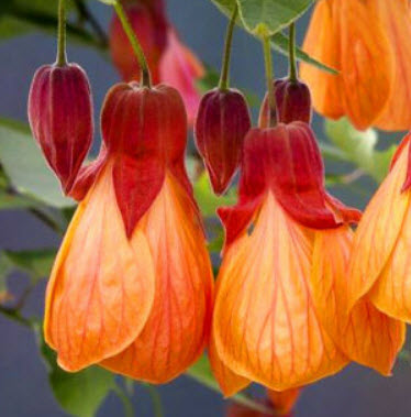 ชบาโคม (Flowering Maple / Abutilon Hybridum) คละ / 60 เม็ด (UK)*