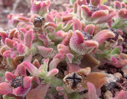 คอมม่อน ไอซ์แพล้นท์ (Common Iceplant / Icy Red Crystalline) / 700 เม็ด (UK)*