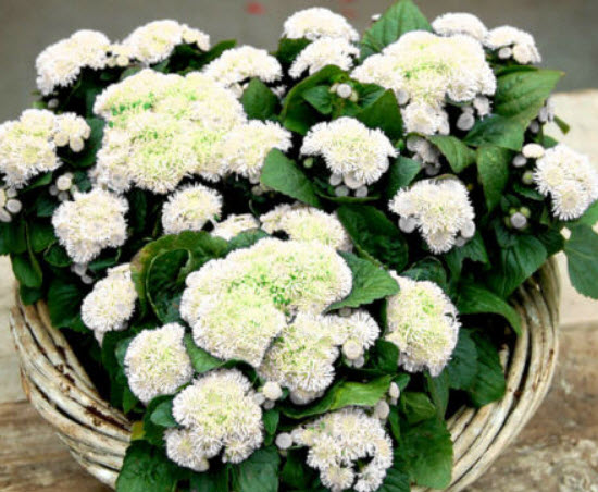 อะเจอราตุ้ม (Ageratum) ขาว / 2,000 เม็ด (UK)