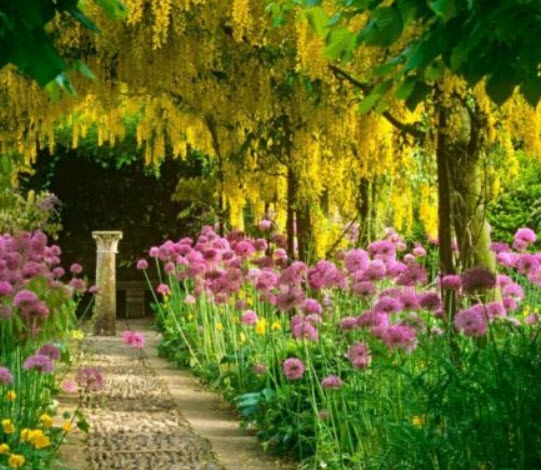 โกลเด้น เชน (Golden Chain Tree) บอนไซ / 60 เม็ด (UK)