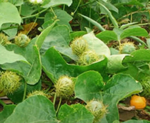 กะทกรก ตำลึงฝรั่ง หญ้ารกช้าง / 50 เม็ด