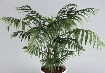 ปาล์มภูเขาเม็กซิโก (Mexico Mountain Palm) / 30 เม็ด (Italy)*