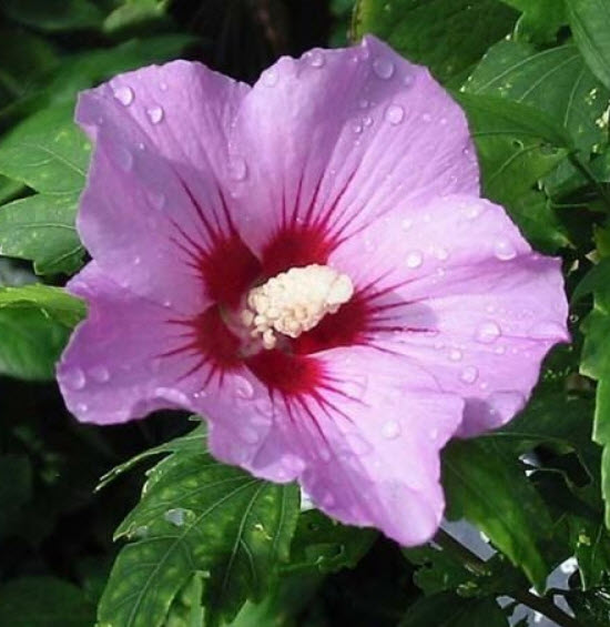 ชบา แอพโพรไดท์ (Hibiscus - Aphrodite) / 50 เม็ด (UK)