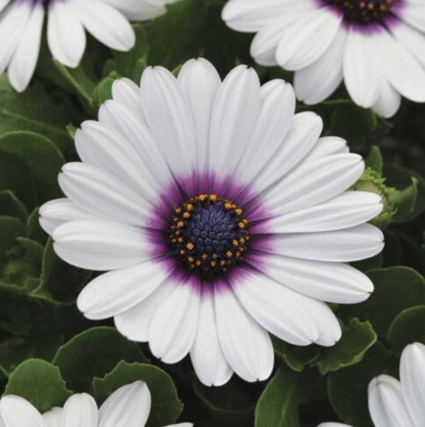อัฟริกัน เดซี อะกิล่า (African Daisy - Akila) สีขาว / 0.2 กรัม (Lithuania)