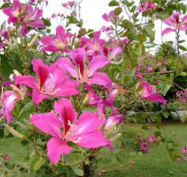 ต้นชงโคฮอลแลนด์ (M) สูง 30-50 ซ.ม. / ต้น