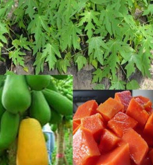 มะละกอฮอลแลนด์ ต้นเตี้ย / 50 เม็ด