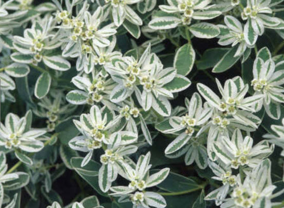 ยูฟอร์เบีย มาร์จินาต้า (Euphorbia Marginata) / ซอง 20 เม็ด (Ukraine)