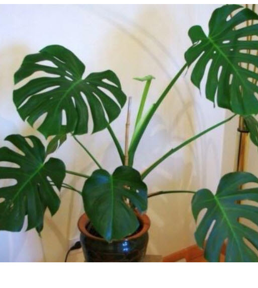 มอนสเตร่า ไจแอนท์ (Monstera Giant) / 5 เม็ด (USA)*