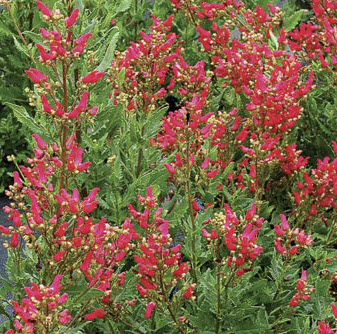 นกแดง (Redbirds in a Tree) / 50 เม็ด (Moldova)*