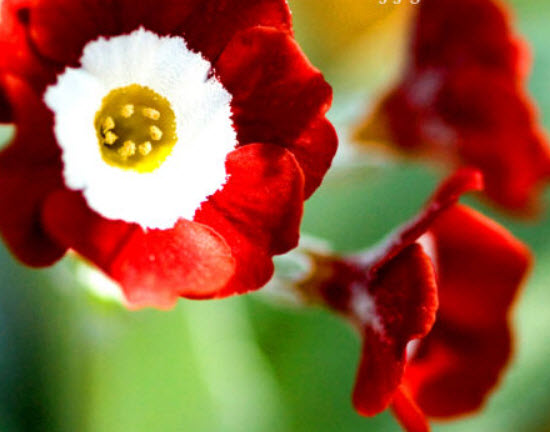 โพลีแอนธัส (Polyanthus / Primrose Auricula) คละ / 150 เม็ด (UK)