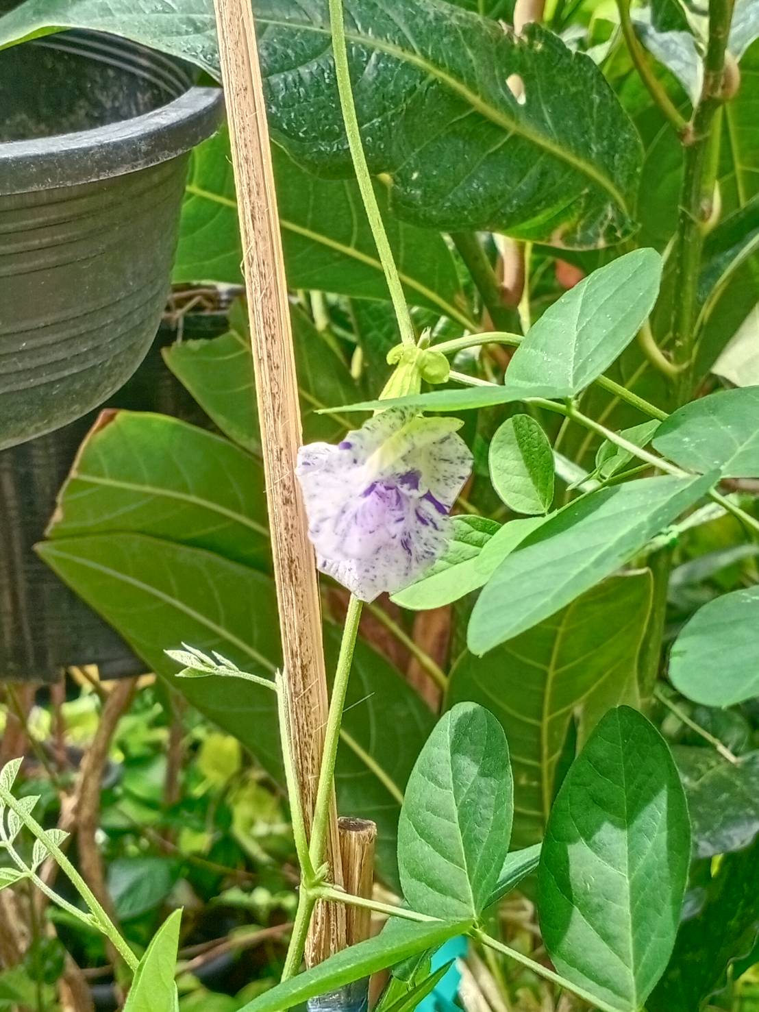 ต้นอัญชัน ดอกด่าง กระถาง 6 นิ้ว สวยมาก มีต้นพร้อมส่ง