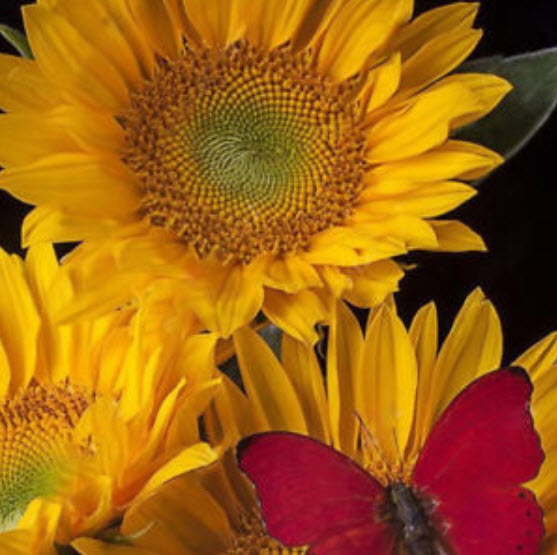 ทานตะวัน (Sunflower) คละ / 100 เม็ด