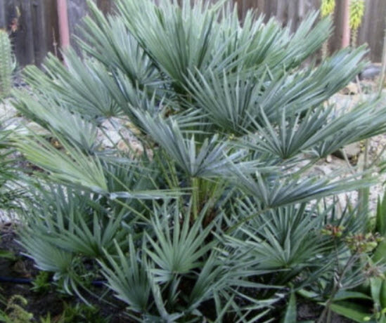 ปาล์มชาแมรอปส์ (Chamaerops humilis) / 5 เม็ด (Poland)