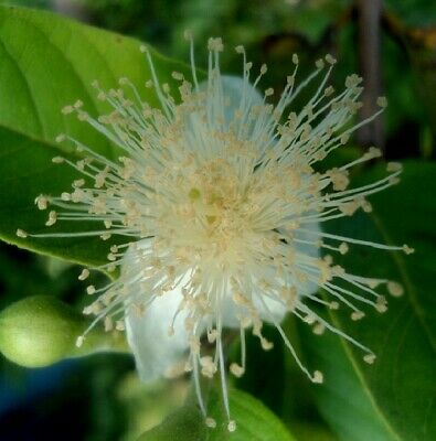 ฝรั่งเหลือง (Yellow Guava) / 10 เม็ด (Australia)