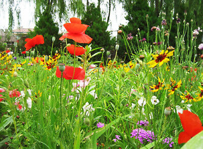 ดอกไม้ป่า (wildflowers) ต้นเตี้ย สูง 10-30 ซ.ม. / ซอง 200 เม็ด (K004)