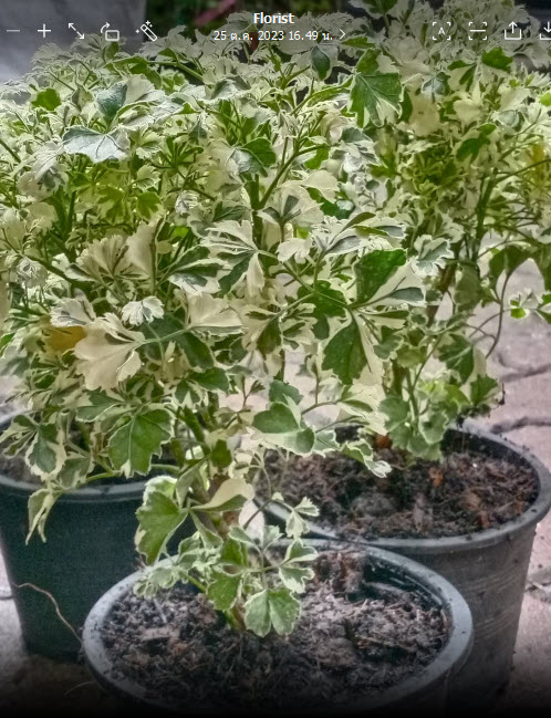 ต้นเล็บครุฑ เล็บครุฑแคระ เล็บครุฑแคระด่าง กระถาง 6 นิ้ว เล็บครุฑใบผักชีด่าง