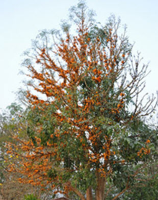 ปีบทอง (Tree Jasmine) / 20 เม็ด