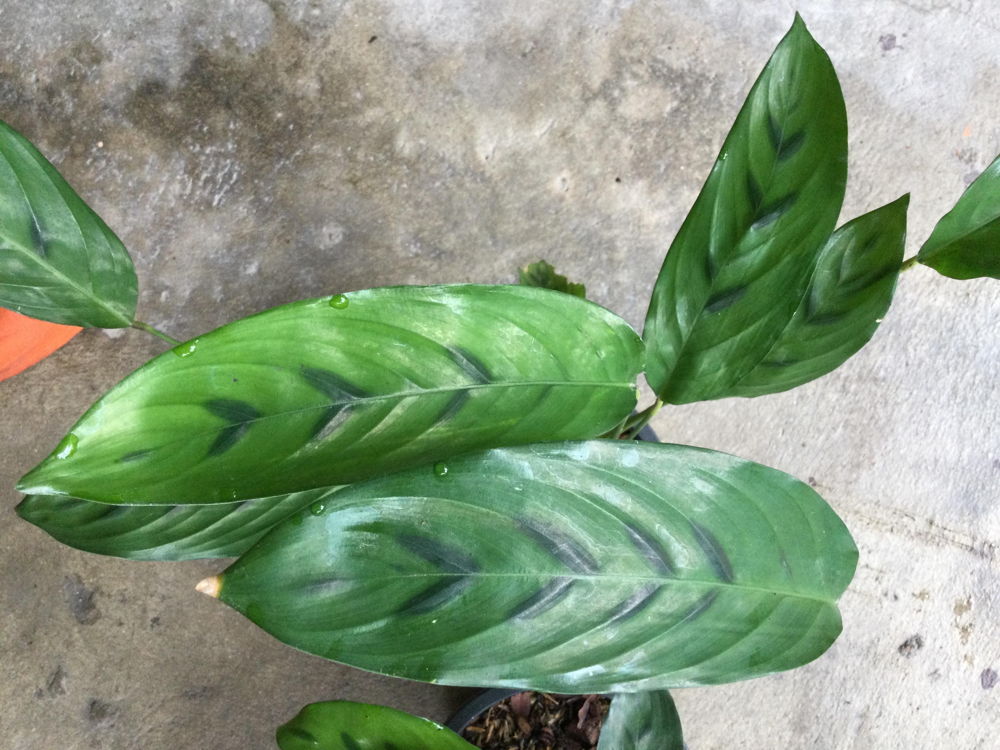 ต้นคล้ากาหว่า กระถาง 8 นิ้ว