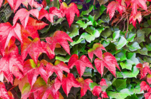 ไอวี่ สีแดง (Japanese Creeper Ivy) สีแดง / 45 เม็ด (UK)