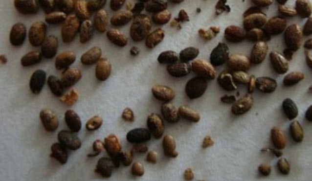 กีวี่ (Kiwi) สีม่วง / 100 เม็ด