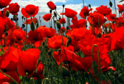 คอร์น ฟิลด์ ป๊อปปี้ (Corn Field Poppy) สีแดง / 84,000 เม็ด (UK)