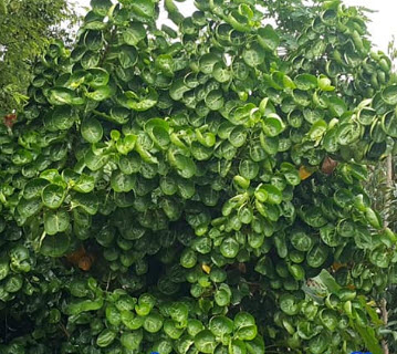 ต้นเล็บครุฑลังกา หรือเล็บครุฑถ้วย กิ่งชำใหญ่ สูง 30-50 ซ.ม./ ต้น