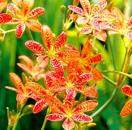 ว่านหางช้าง หรือแบล๊คเบอร์รี่ ลิลี่ (Blackberry Lily) / 12 เม็ด (UK)