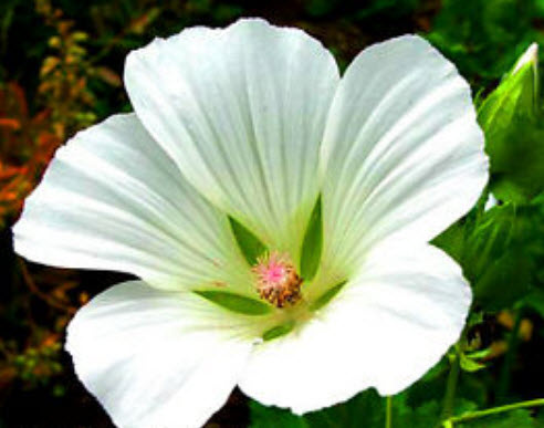 มาโลป (Malope trifida) คละสี / 150 เม็ด (UK)