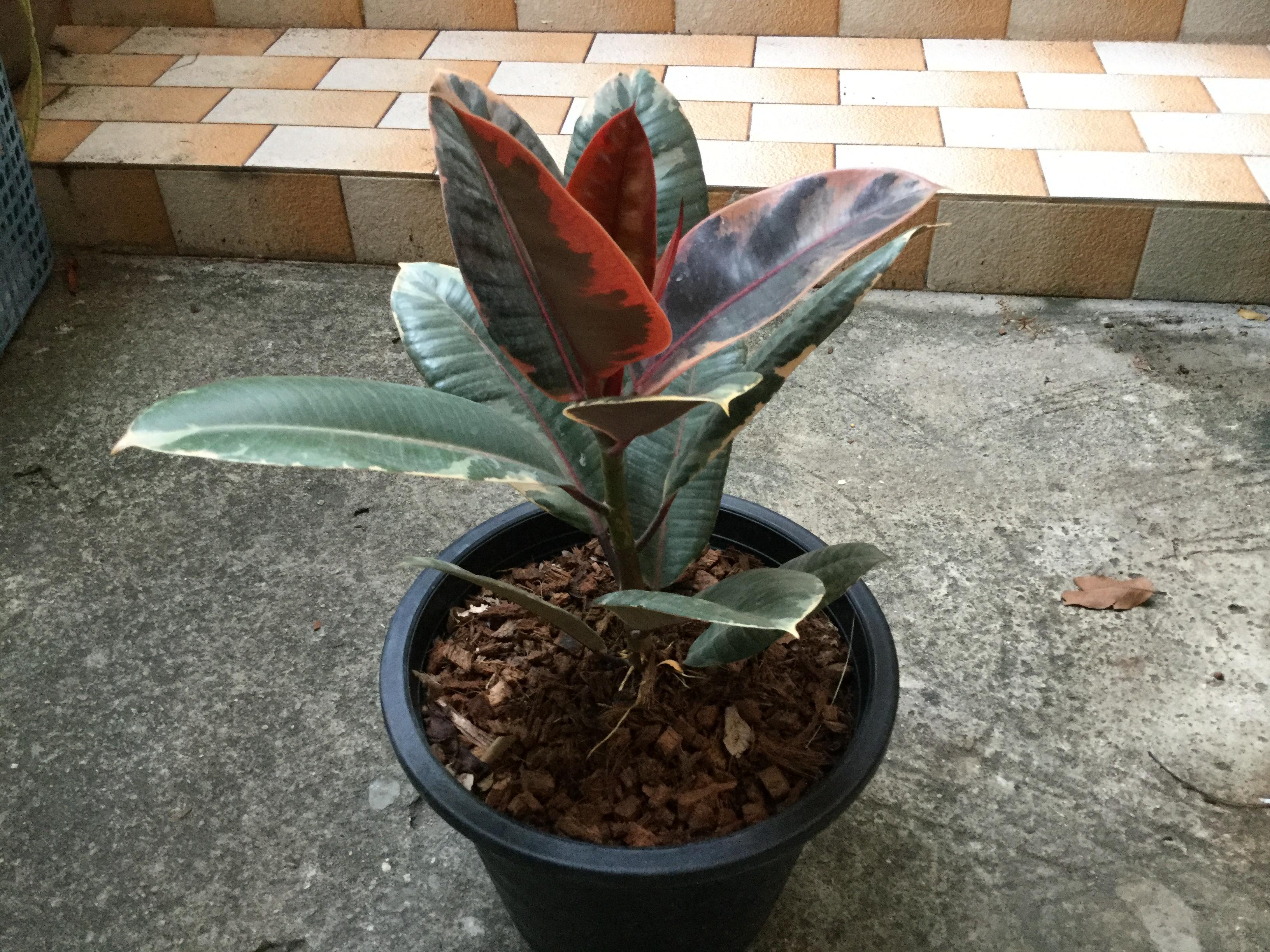 ต้นยางอินเดียแคระ ใบด่างแดง กระถาง 10 นิ้ว สูง 40-50 ซม. / ต้น