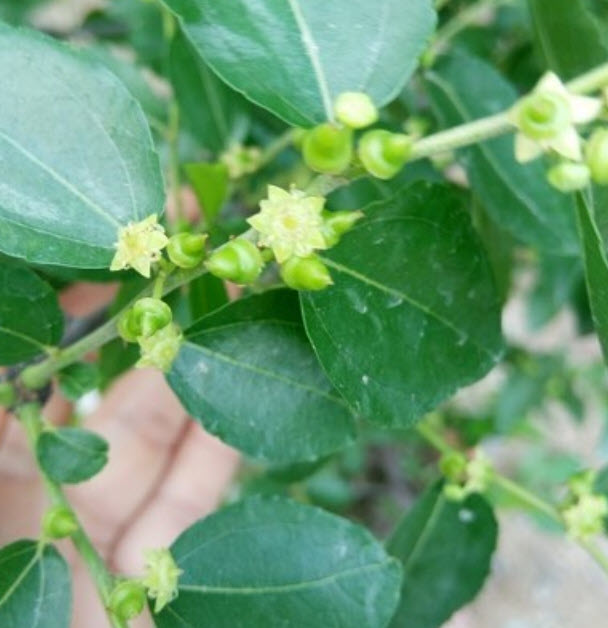 ต้น พุทราแดง (หงจ่าว) พุทราจีนลูกยาว ต้นใหญ่ น่าปลูก สูง 100 ซ.ม.+ ต้นไม้นำเข้า