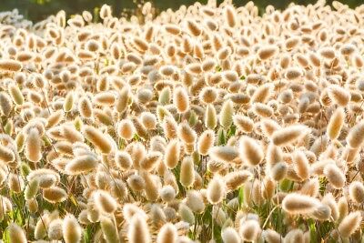 หญ้าหางกระต่าย (Bunny Tails grass) / 3,200 เม็ด (Poland)