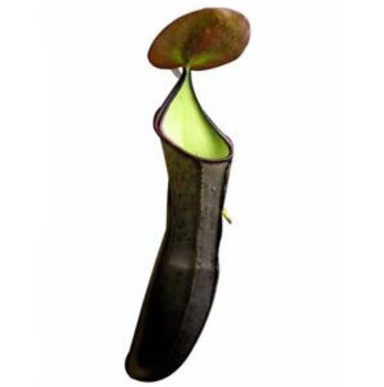 หม้อข้าวฯ อัศวินดำ (Nepenthes - Black Knight) / 50 เม็ด