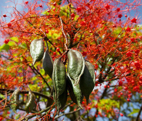 เพลิงภาณุ (Illawarra Flame Tree) / 5 เม็ด (Portugal)