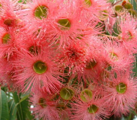 ยูคาลิปตัสแดง / ยูคาลิปตัสออสเตรเลีย (Corymbia ficifolia) / 10 เม็ด (Australia) *