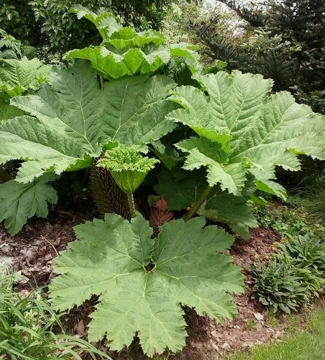 ไจแอนท์ รูห์บาบ / รูห์บาบยักษ์ (Giant Rhubarb) / 10 เม็ด (Poland)