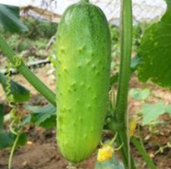 แตงกวาญี่ปุ่นลูกยาว / 50 เม็ด