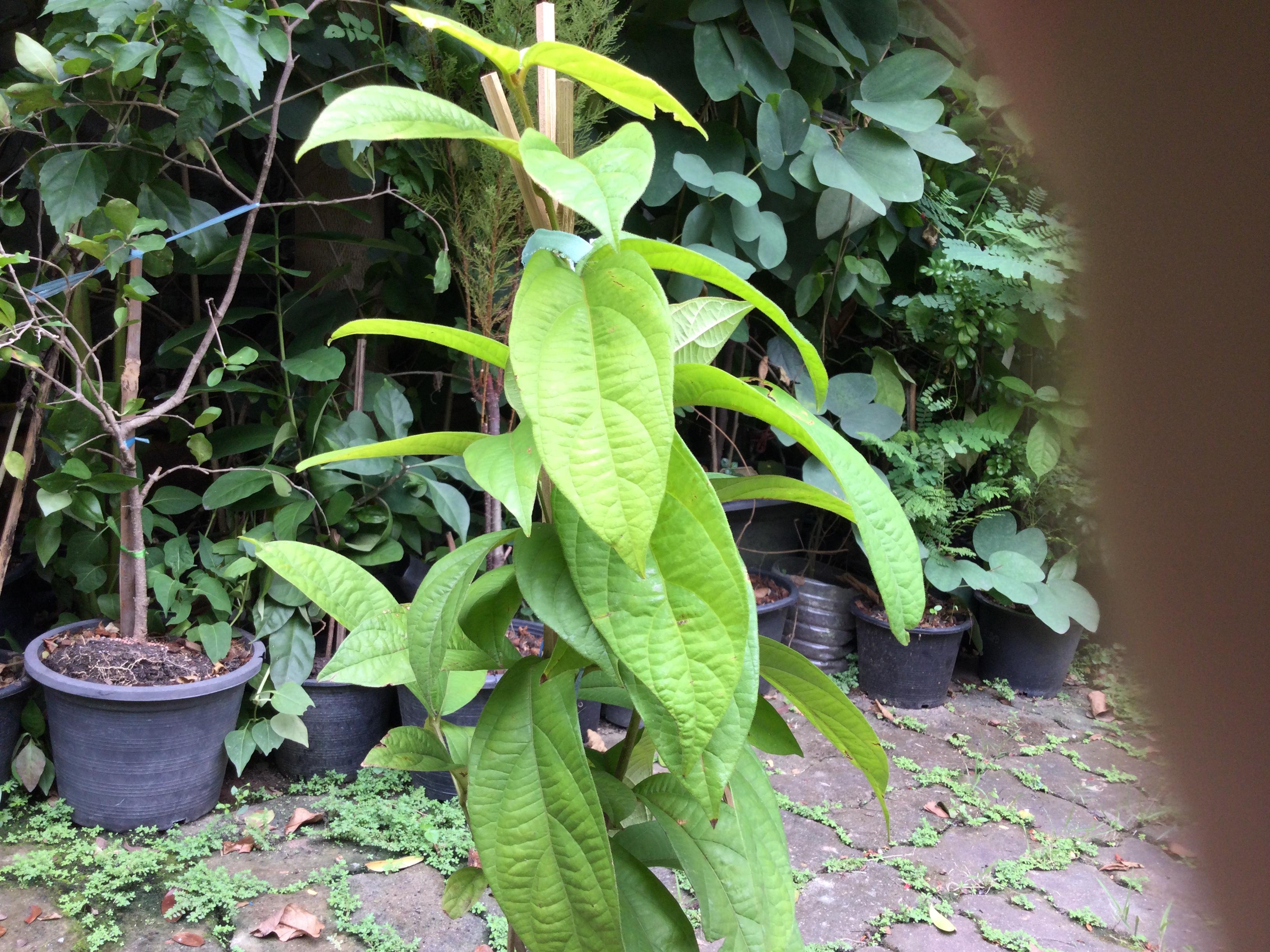 ต้นพวงประดิษฐ์ หรือเครือออน กระถาง 10 นิ้ว สูง 50-70 ซ.ม.