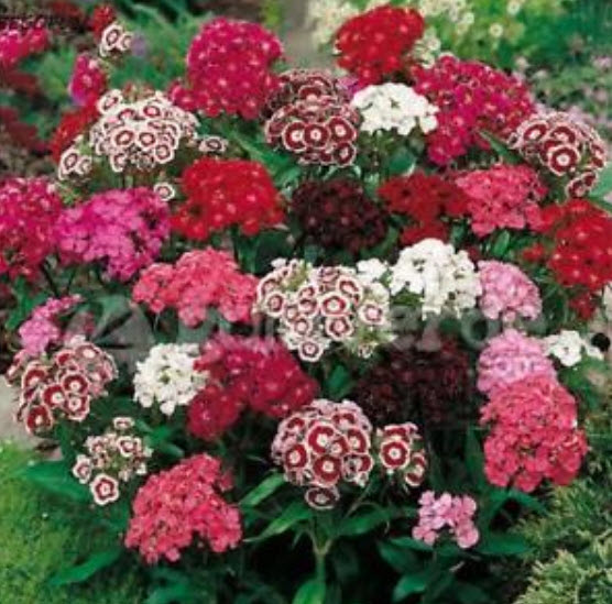 ผีเสื้ออเมริกา (America Dianthus) คละ / 100 เม็ด