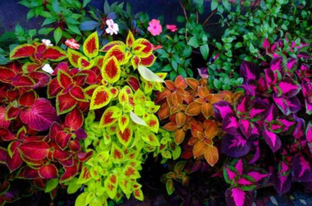 ฤาษีผสม แฟนซี (Coleus - Rainbow Masterblend) / 30 เม็ด (UK)