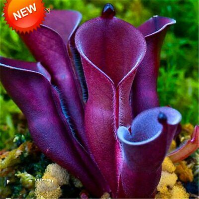 หม้อข้าวหม้อแกงลิง (Nepenthes) คละ / 100 เม็ด (Russia)