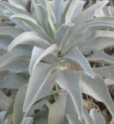 เสจขาวแคลิฟอร์เนีย (California White sage) / 100 เม็ด