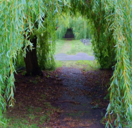 หลิว (Weeping Willow) / 25 เม็ด