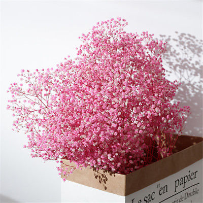 ยิปโซ (Gypsophila) / ซอง 50 เม็ด (China)