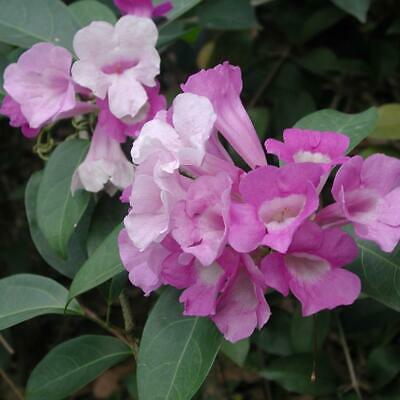 ดอกระฆัง หรือแคมพานูล่า (Campanula) ซ้อน สีชมพู / 50 เม็ด (นอก)