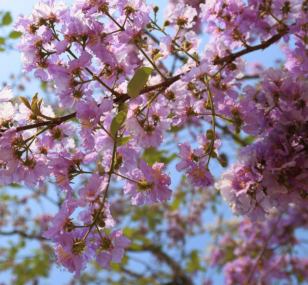 เสลา / อินทรชิต (Lythraceae) / 100 เม็ด