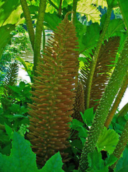 ไจแอนท์ รูห์บาบ (Giant Rhubarb) / 50 เม็ด (UK)