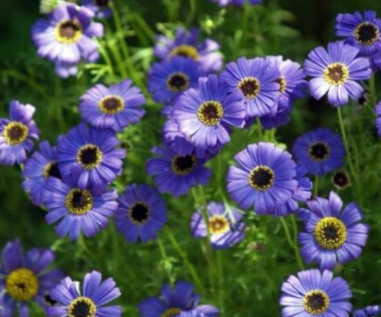 เดซี่ สวอน ริเวอร์ (Swan River Daisy) คละ / 8,000 เม็ด (UK)