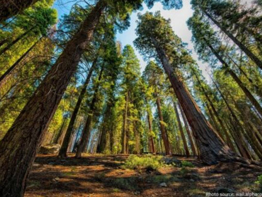 สนยักษ์ซีคัวญ่า (Sequoiadendron Giganteum) / 10 เม็ด (USA)