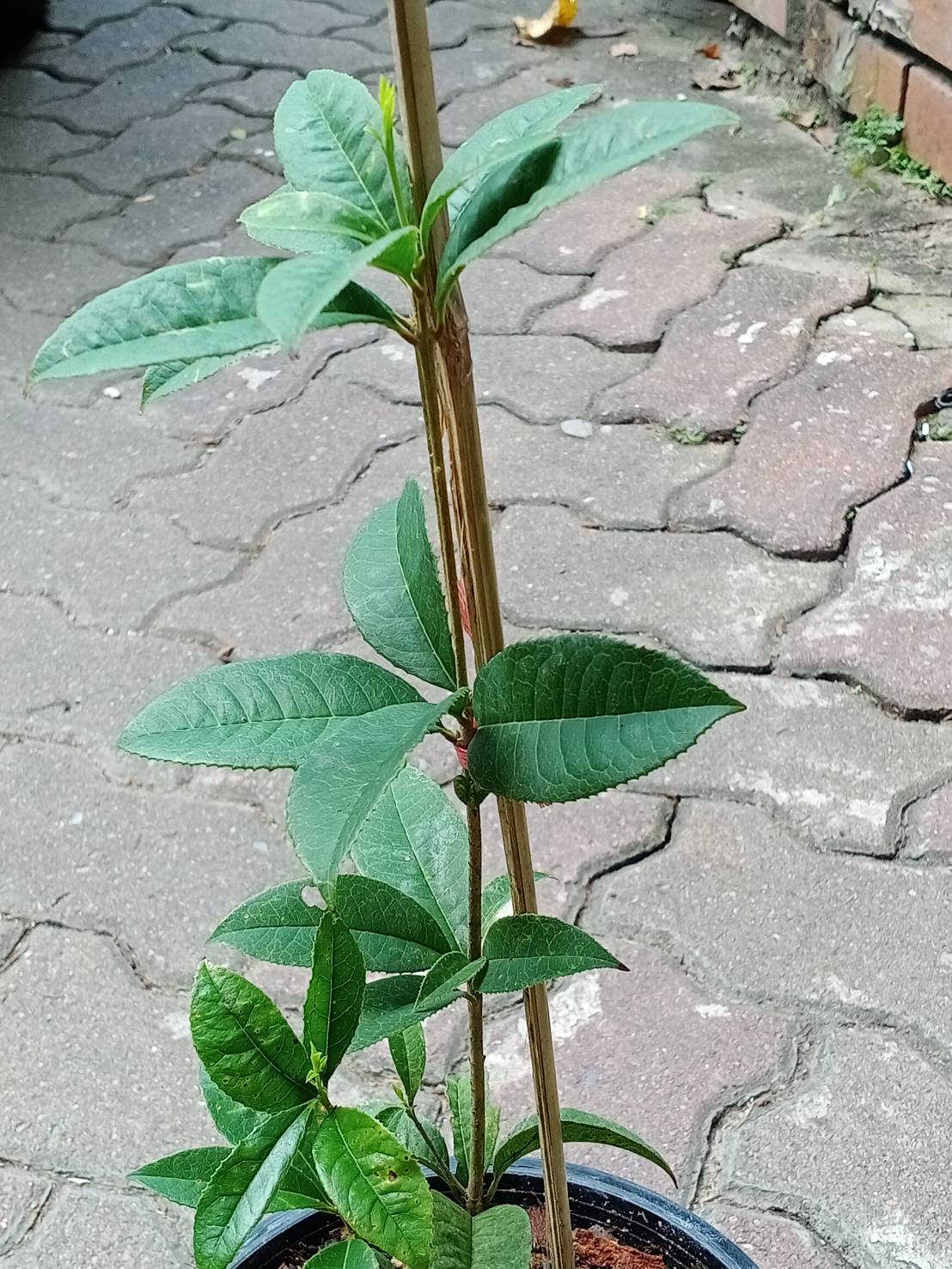 ต้น หอมหมื่นลี้ ดอกสีส้ม หายาก สูง 30-50 ซ.ม.