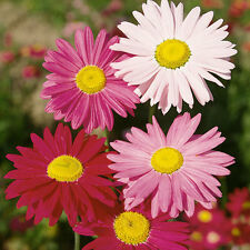 ไพรีทรัม - ไฮบริดั่ม (Pyrethrum - Hybridum) คละ / 10 เม็ด (UK)